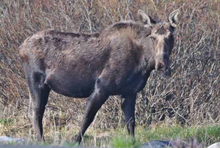 moose closeup
